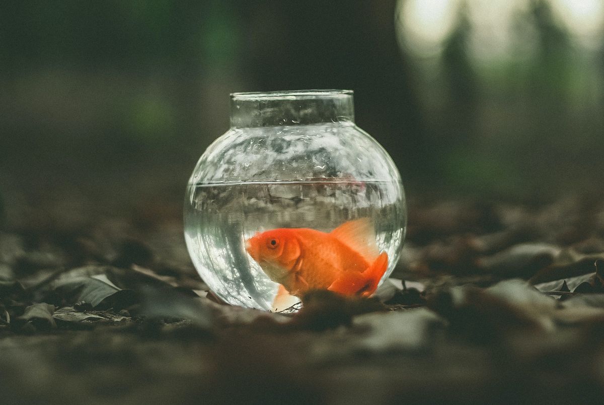 Newly baught fish in a bowl
