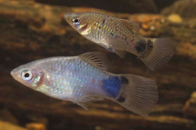 Two Micky Mouse Platies