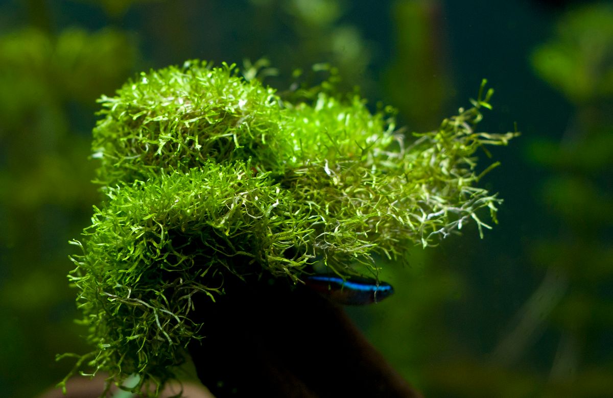 Riccia Fluitans in an aquarium