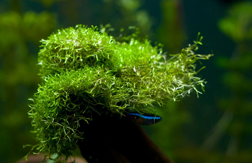 Riccia Fluitans Carpet Plant: An Aquarists' Guide